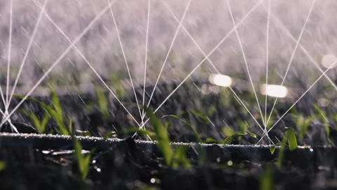 Spraying water onto soil and Corn Seedlings using drip irrigation systems Stock Footage 292914451