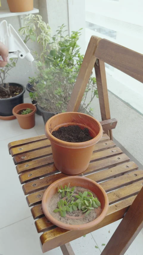 Spraying water through watering can to home grown small plants Stock Footage 282240001