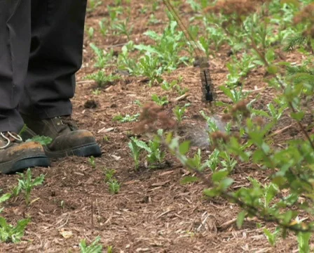 Spraying Weeds 1 Stock Footage 475107