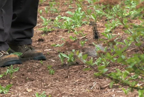 Spraying Weeds 1 Stock Footage 475162