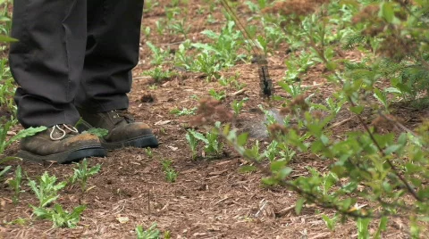 Spraying Weeds 1 Stock Footage 475265