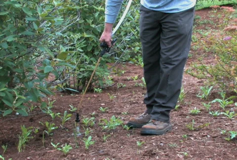 Spraying Weeds 2 Stock Footage 475160