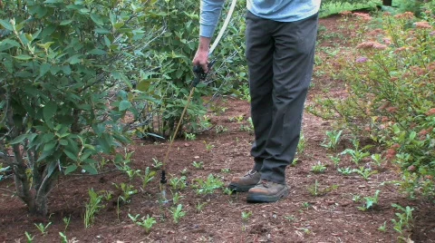 Spraying Weeds 2 Video stock 475223