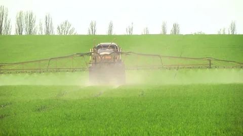 Spraying a wheat field. Application of plant protection products Stock Footage 145935387