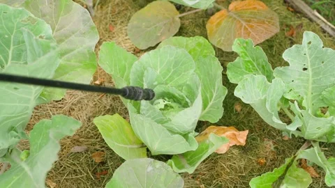 Spraying white cabbage damaged by pests and diseases close-up Stock Footage 341746743