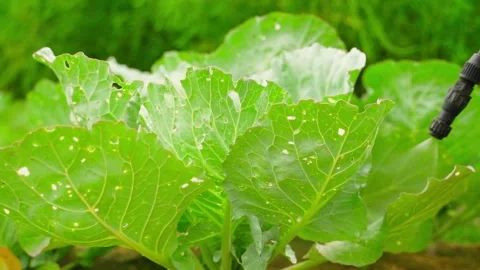 Spraying white cabbage damaged by pests and diseases close-up Stock Footage 341746789