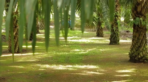 Spraying Work In Rows Of Palm Stock Footage 62208192