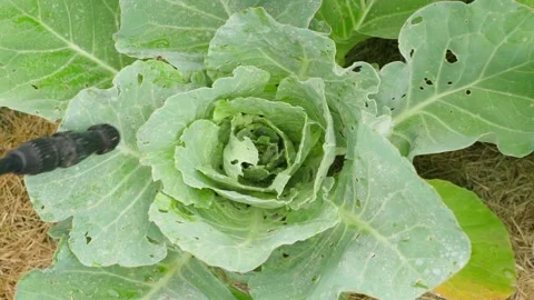Spraying young cabbage plants damaged by pests in the vegetable garden Video stock 342811300