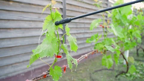 Spraying young grapevine against diseases and pests in garden close-up Stockbeeldmateriaal 342941072