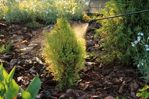 Spraying young juniper against pests and diseases with garden sprayer. Stock Photos