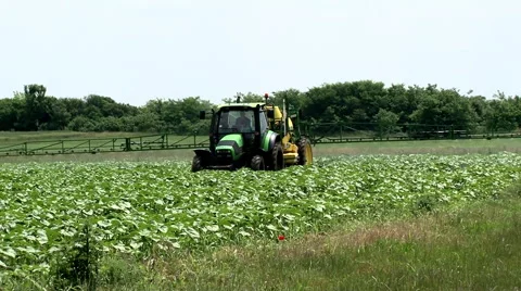 Spraying young sunflower Stock Footage 52824780
