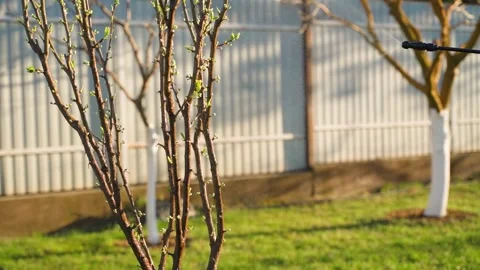 Spraying a young tree with a solution against diseases from a sprayer at sunset Stock Footage 308579468