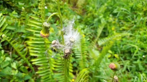 The spread of the buffalo thorn plant through flowers Stock Footage 172580304