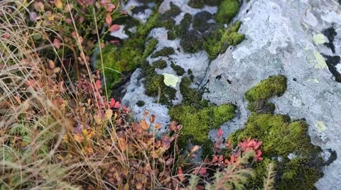 Spread clumps of moss on the ground and stone lighted close-up Stock Footage 60241903