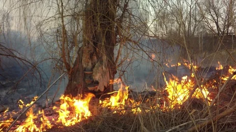 Spread of fire. Stock Footage 74117172
