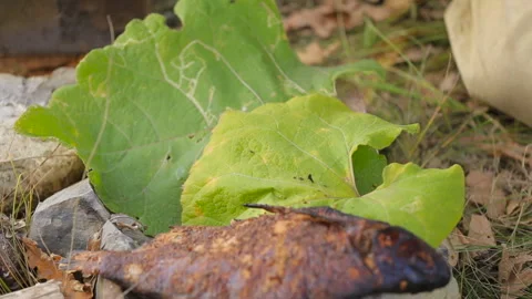 Spread on the leaves of grass fried fish, tourism, Stock Footage 89881817