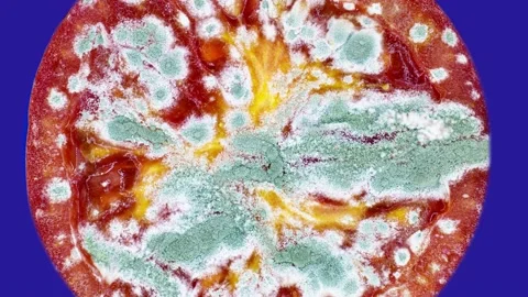 The spread of mold on a cut tomato Time Lapse High Video stock 143565522