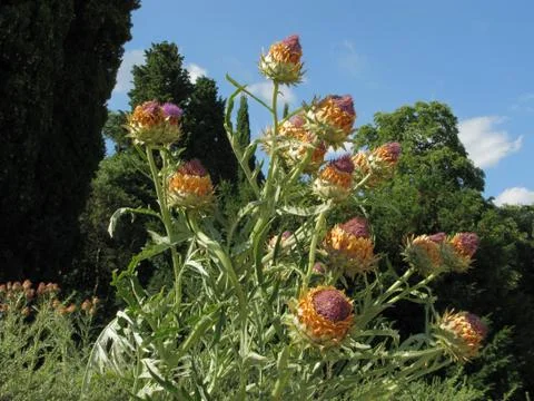 Spread out in different directions under a gust of wind, thistle flowers agai Stock Photos
