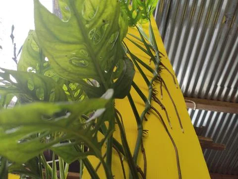 Spread plants Foto stock