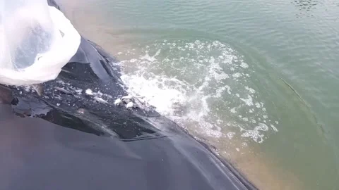 Spread the snapper into the holding pond Stock Footage 232556343