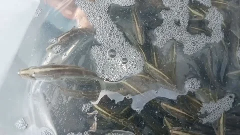 Spread the snapper into the holding pond Stock Footage 232556362