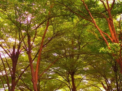 Spread thin red branches, in green leaf tree park Foto stock