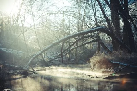 Spread of trees with snow, leaning against the river on a sunny and frosty mo Stock Photos