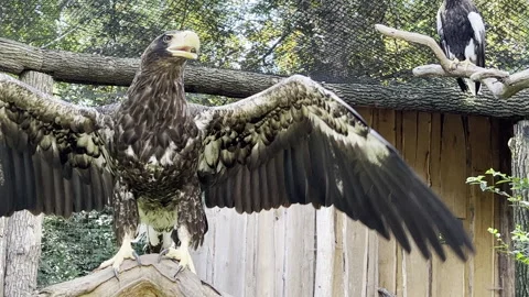 The spread wings of an eagle. The gaze of a powerful eagle close-up. Stock Footage 203191785