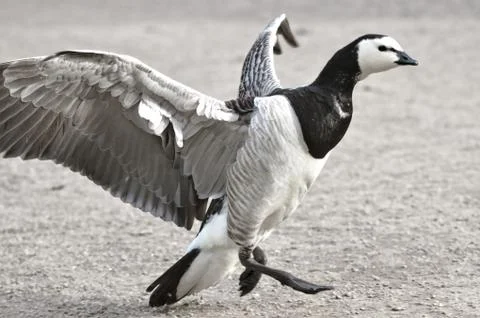 Spread the wings Photos