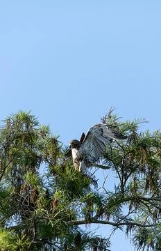Spread wings, this red tailed hawk Buteo jamaicensis takes off from a tree i Stock Photos