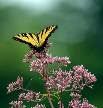 Spread Your Wings Stock-Fotos