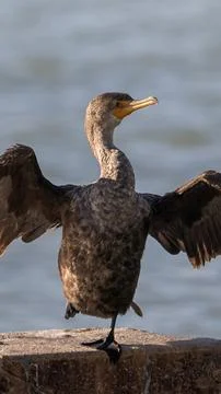 Spread Your Wings: Vertical Portrait of a Cormorant Sunning in Key West 스톡 사진