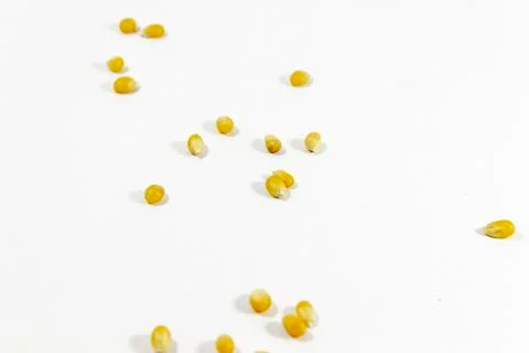 Spreaded corn seeds on white background with open light Stock Photos