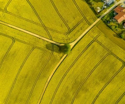 Spreaded roads through a rapeseed field highly droneshot from above with a Stock Photos
