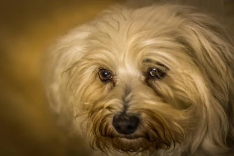 Spreader Hundeblick Stock Photos