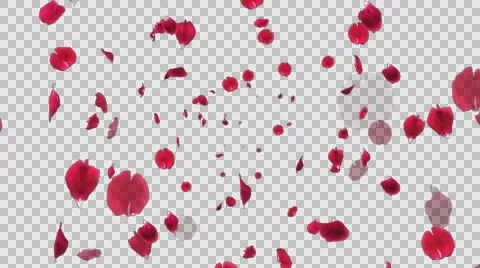 Spreading 3D Rose petals - Alpha channel Stock Footage 64624265