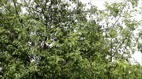 A spreading apple tree with green apples Stock Footage 77861613
