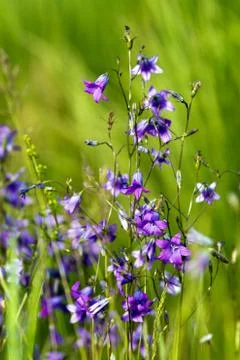 Spreading bellflower Stock Photos