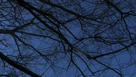 Spreading branches of a bare tree against the blue sky Stock Footage 182427554