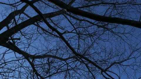 Spreading branches of a bare tree against the blue sky Stock Footage 182428510