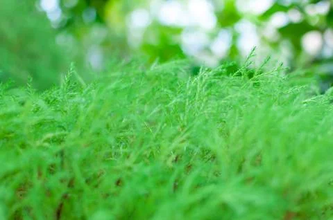Spreading branches of microbiota, Microbiota decussate. Botanical macrophotog Stock Photos