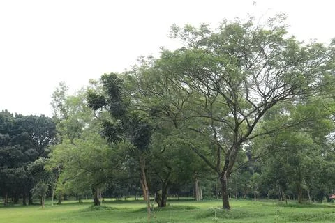 Spreading Branches Over Spacious Garden Stock Photos