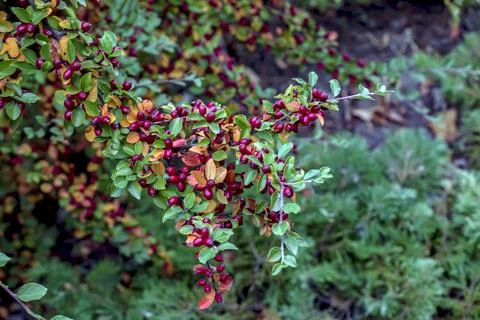 Spreading Cotoneaster Branch with Red Berries and Autumn Leaves Stock Photos