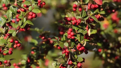Spreading cotoneaster (Cotoneaster divaricatus) Stock Footage 12924103