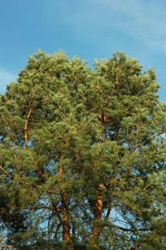 Spreading crown of old pine tree Stock Photos