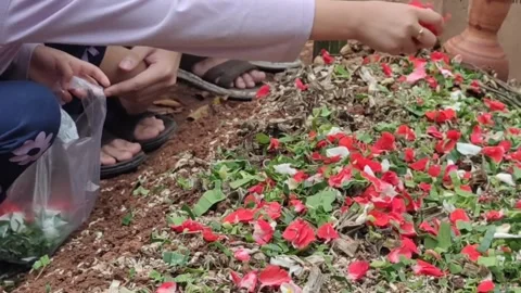 Spreading dried flower at the top of a grave Video stock 278908971