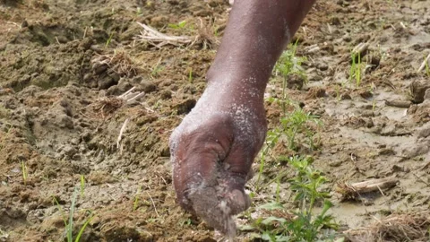 Spreading Fertilizer 库存影片 333906819