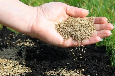 Spreading Grass Seed By Hand Stock Photos