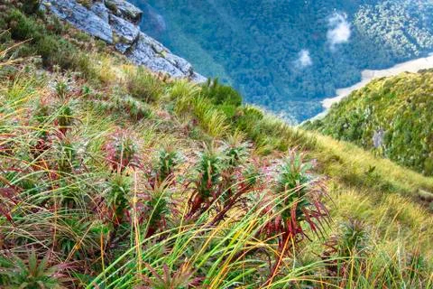 Spreading grass tree (aka pineapple shrub) in New Zealand Stock Photos