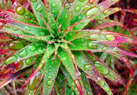 Spreading grass tree (aka pineapple shrub) in New Zealand Stock Photos